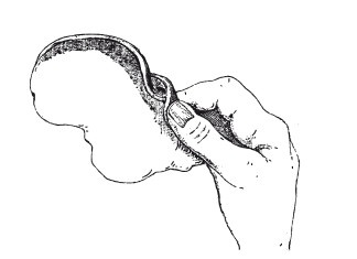 Иллюстрация к книге — Практические основы кулинарного искусства [i_023.jpg]