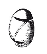 Иллюстрация к книге — Практические основы кулинарного искусства [i_037.jpg]