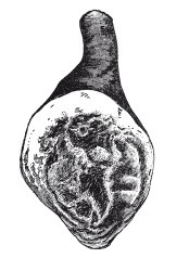 Иллюстрация к книге — Практические основы кулинарного искусства [i_123.jpg]