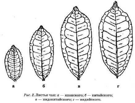 Иллюстрация к книге — Энциклопедия целебного чая [i_002.jpg]