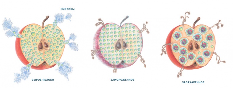 Иллюстрация к книге — Ингредиенты. Химия и алхимия гастрономического творчества [i_015.jpg]