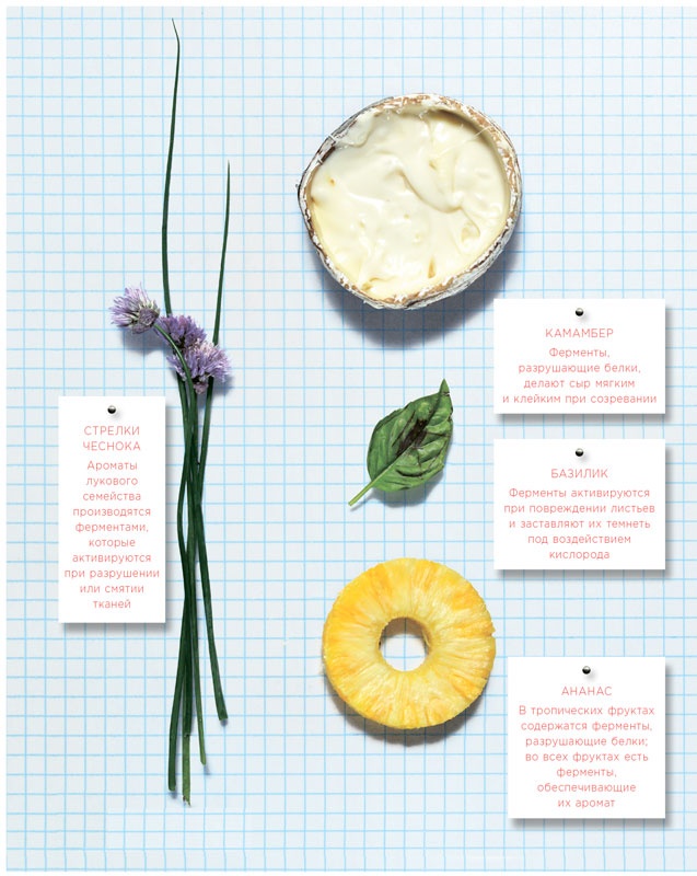 Иллюстрация к книге — Ингредиенты. Химия и алхимия гастрономического творчества [i_094.jpg]
