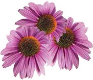 Иллюстрация к книге — Кулинарная энциклопедия. Том 40. Ц – Я (Цыпленок – Ячмень) [_103.jpg]