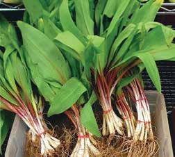 Иллюстрация к книге — Кулинарная энциклопедия. Том 40. Ц – Я (Цыпленок – Ячмень) [_14.jpg]