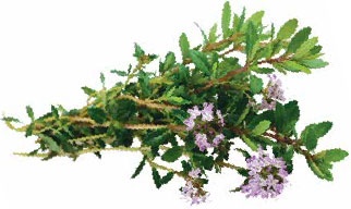 Иллюстрация к книге — Кулинарная энциклопедия. Том 40. Ц – Я (Цыпленок – Ячмень) [_2.jpg]