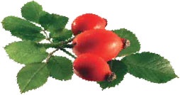 Иллюстрация к книге — Кулинарная энциклопедия. Том 40. Ц – Я (Цыпленок – Ячмень) [_59.jpg]