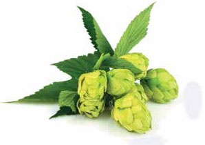 Иллюстрация к книге — Кулинарная энциклопедия. Том 39. Х – Ц (Халтура – Цукини) [_37.jpg]