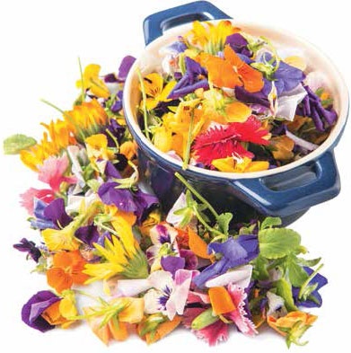 Иллюстрация к книге — Кулинарная энциклопедия. Том 39. Х – Ц (Халтура – Цукини) [_71.jpg]