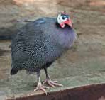 Иллюстрация к книге — Кулинарная энциклопедия. Том 39. Х – Ц (Халтура – Цукини) [_78.jpg]