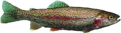 Иллюстрация к книге — Кулинарная энциклопедия. Том 38. Ф – Х (Финокки – Халва) [_35.jpg]