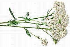 Иллюстрация к книге — Кулинарная энциклопедия. Том 37. Т – Ф (Тунец – Фасолица) [_28.jpg]