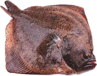 Иллюстрация к книге — Кулинарная энциклопедия. Том 37. Т – Ф (Тунец – Фасолица) [_34.jpg]