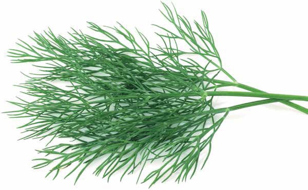 Иллюстрация к книге — Кулинарная энциклопедия. Том 37. Т – Ф (Тунец – Фасолица) [_53.jpg]