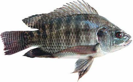 Иллюстрация к книге — Кулинарная энциклопедия. Том 36. Т (Тахина – Тулумба) [_31.jpg]