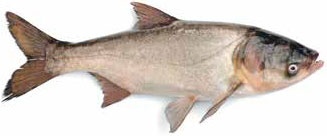 Иллюстрация к книге — Кулинарная энциклопедия. Том 36. Т (Тахина – Тулумба) [_53.jpg]