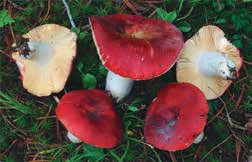 Иллюстрация к книге — Кулинарная энциклопедия. Том 35. С – Т (Судак – Тафельшпиц) [_49.jpg]