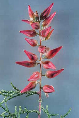 Иллюстрация к книге — Кулинарная энциклопедия. Том 35. С – Т (Судак – Тафельшпиц) [_80.jpg]