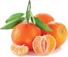 Иллюстрация к книге — Кулинарная энциклопедия. Том 35. С – Т (Судак – Тафельшпиц) [_83.jpg]