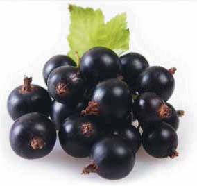 Иллюстрация к книге — Кулинарная энциклопедия. Том 34. С (Сливки – Сугудай) [_25.jpg]