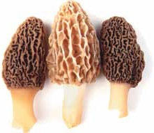 Иллюстрация к книге — Кулинарная энциклопедия. Том 34. С (Сливки – Сугудай) [_28.jpg]