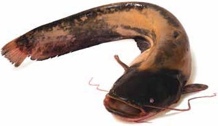 Иллюстрация к книге — Кулинарная энциклопедия. Том 34. С (Сливки – Сугудай) [_48.jpg]