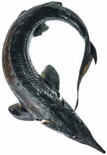 Иллюстрация к книге — Кулинарная энциклопедия. Том 34. С (Сливки – Сугудай) [_97.jpg]