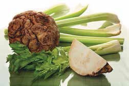 Иллюстрация к книге — Кулинарная энциклопедия. Том 33. С (Саор – Слива) [_43.jpg]