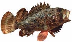 Иллюстрация к книге — Кулинарная энциклопедия. Том 33. С (Саор – Слива) [_92.jpg]