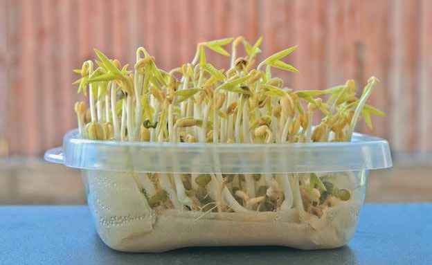 Иллюстрация к книге — Кулинарная энциклопедия. Том 32. Р-С (Рольмопс – Сандей) [_12.jpg]