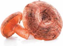 Иллюстрация к книге — Кулинарная энциклопедия. Том 32. Р-С (Рольмопс – Сандей) [_37.jpg]