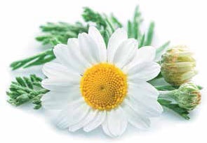 Иллюстрация к книге — Кулинарная энциклопедия. Том 32. Р-С (Рольмопс – Сандей) [_5.jpg]