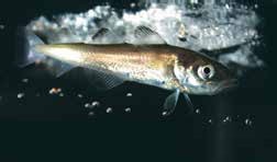 Иллюстрация к книге — Кулинарная энциклопедия. Том 32. Р-С (Рольмопс – Сандей) [_62.jpg]