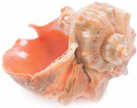 Иллюстрация к книге — Кулинарная энциклопедия. Том 31. Р (Ражничи – Ролл) [_16.jpg]