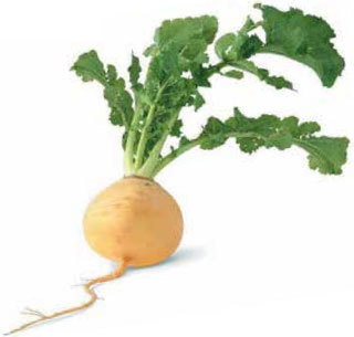 Иллюстрация к книге — Кулинарная энциклопедия. Том 31. Р (Ражничи – Ролл) [_40.jpg]