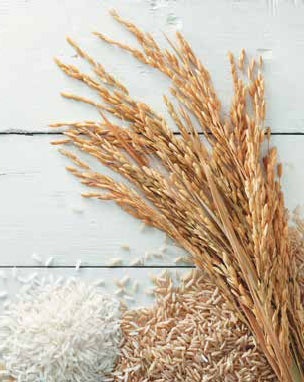 Иллюстрация к книге — Кулинарная энциклопедия. Том 31. Р (Ражничи – Ролл) [_67.jpg]