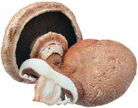 Иллюстрация к книге — Кулинарная энциклопедия. Том 30. П-Р (Поросёнок – Радиккьо) [_4.jpg]