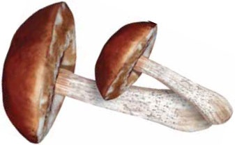 Иллюстрация к книге — Кулинарная энциклопедия. Том 29. П (Пита – Попьет) [_38.jpg]