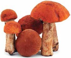 Иллюстрация к книге — Кулинарная энциклопедия. Том 29. П (Пита – Попьет) [_46.jpg]