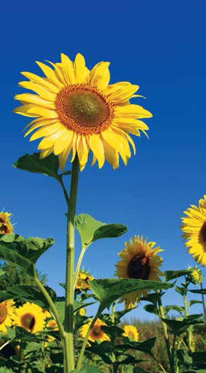 Иллюстрация к книге — Кулинарная энциклопедия. Том 29. П (Пита – Попьет) [_48.jpg]