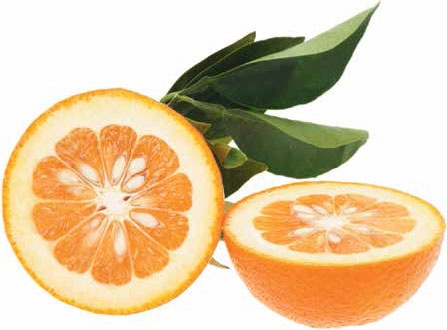 Иллюстрация к книге — Кулинарная энциклопедия. Том 29. П (Пита – Попьет) [_78.jpg]