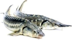 Иллюстрация к книге — 365 рецептов вкусной русской кухни [i_029.jpg]