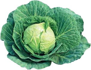 Иллюстрация к книге — Кулинарная энциклопедия. Том 2. Б (Баба – Бефстроганов) [_103.jpg]