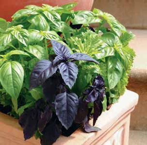 Иллюстрация к книге — Кулинарная энциклопедия. Том 2. Б (Баба – Бефстроганов) [_17.jpg]