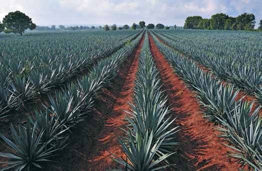 Иллюстрация к книге — Кулинарная энциклопедия. Том 1. А (А ля карт – Аэрофритюрница) [_25.jpg]