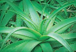 Иллюстрация к книге — Кулинарная энциклопедия. Том 1. А (А ля карт – Аэрофритюрница) [_50.jpg]