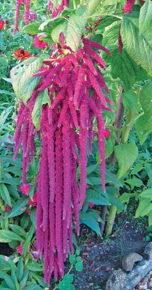 Иллюстрация к книге — Кулинарная энциклопедия. Том 1. А (А ля карт – Аэрофритюрница) [_56.jpg]