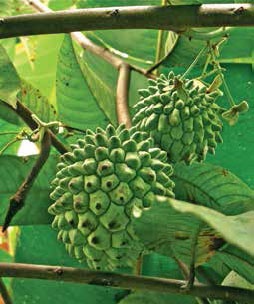 Иллюстрация к книге — Кулинарная энциклопедия. Том 1. А (А ля карт – Аэрофритюрница) [_72.jpg]