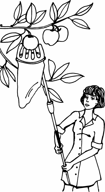 Иллюстрация к книге — Сезон урожая. Собираем и храним. [_02.jpg]