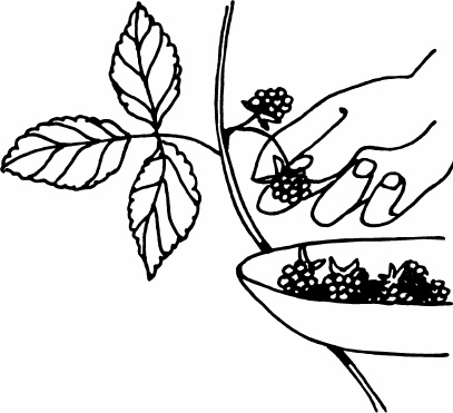 Иллюстрация к книге — Сезон урожая. Собираем и храним. [_05.jpg]