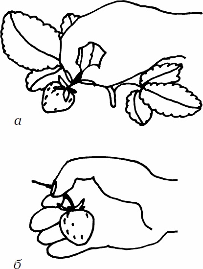 Иллюстрация к книге — Сезон урожая. Собираем и храним. [_07.jpg]